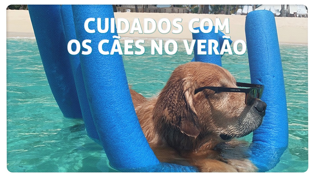 Cuidados com os cães no verão: dicas para seu pet e muito mais!